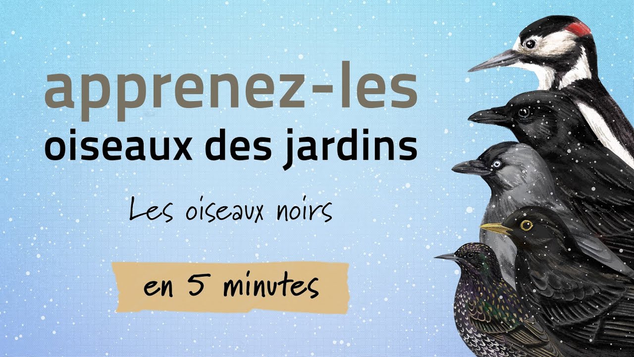 Identifiez les oiseaux des jardins en hiver - Oiseaux noirs #2