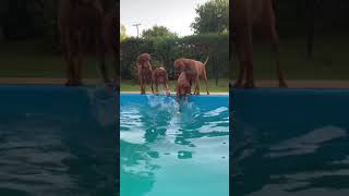 Vizsla dogs are trying to recover their ball in the pool!