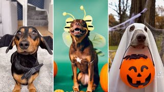 Cutest and Funniest Dogs in Halloween Costumes 🎃