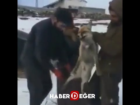 Ardahan'da yaralı tilkiye işkence! 4 kişiye para cezası uygulandı!