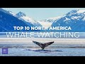 Top 10 Whale Watching Destinations | Best Whale Watching Trips in North America