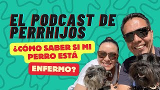 Cómo saber si mi perro está ENFERMO  Perrhijos   Cómo saber si tu PERRO está ENFERMO