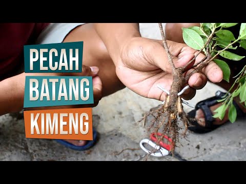 Cara Pecah Batang Bahan Bonsai Kimeng Dari Hasil Stek