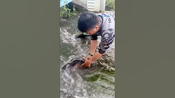 Cá Lớn - bất ngờ bắt được Cá Chép Khủng mắc kẹt 😱 #khacthuyvlogg