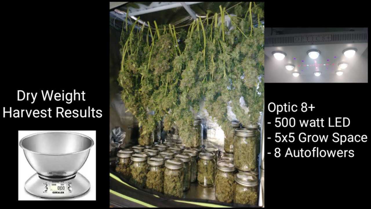 dry-weight-harvest-results-biggest-yield-ever-from-500w-led