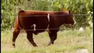 IMG 0085
