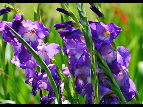 Video: Merawat Gladiolus Botrytis Blight - Perkara yang Perlu Dilakukan Untuk Bergembira Dengan Botrytis