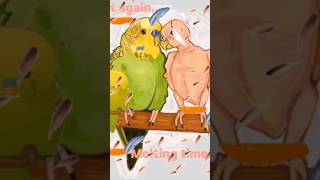 Budgie Ke Feathers Gir Rahe Hain? 😱 Truth About Molting!🪶||#molting #birds #cute