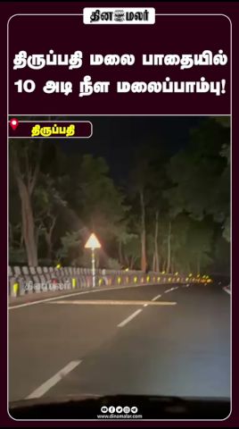 திருப்பதி மலை பாதையில் 10 அடி நீள மலைப்பாம்பு!