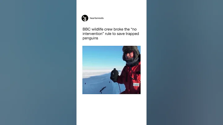 BBC Filmmakers Break Rules to Save Trapped Penguins 🐧❤️