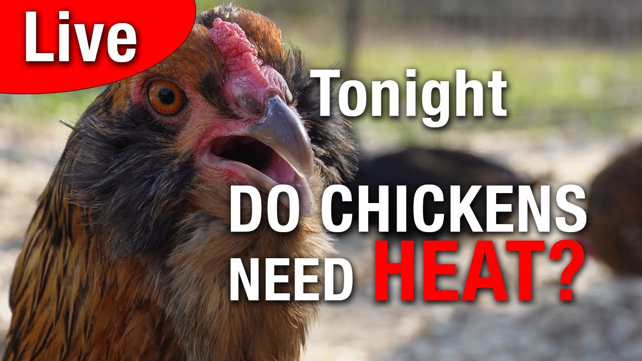 LIVE - Do Chickens Need Heat in Winter?