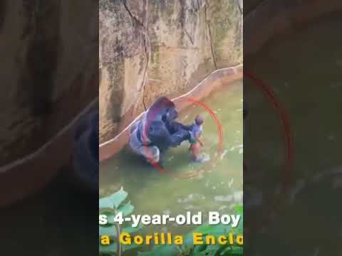 Goril kafesine düşen çocuk
