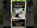 A black puppy and a spotted pigletgohead-to-head in a concrete tussle#foryou #fyp #animals #funny