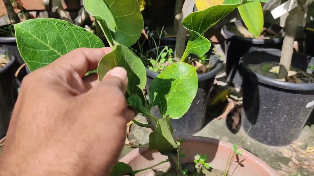 কৃষ্ণ বট গাছ। Krishna's Butter Cup। Krishna fig।