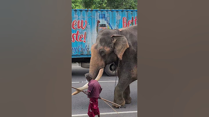 සිය ගම්බලා යාමට කඩුගන්නාව කන්ද බහින නැදුම්ගමුවේ රාජා හස්තියා #elephant