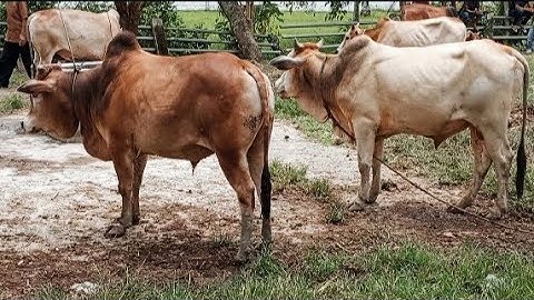 suara sapi, sapi moo, sapi jumbo, sapi lucu, sapi joget, sapi brahman, cow videos, funny cow