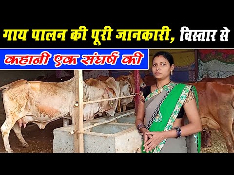 dairyfarmingcg । गाय पालन की विस्तार पूर्वक जानकारी । Full Information Of Cow Farming CG।।