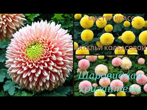 МК Кремовая техника для ШАРОВИДНЫХ ХРИЗАНТЕМ от Натальи КолбасовойGLOBULAR CHRYSANTHEM