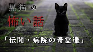 【怖い話】【朗読】【黒猫の怖い話」「伝聞・病院の奇霊達」　投稿者　ぞい様　奇々怪々より