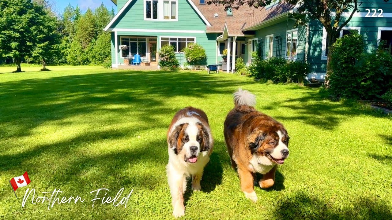 カナダの夏｜芍薬・ポプラの綿毛｜週末のマーケット【超大型犬とカナダで田舎暮らし】