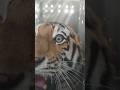Tigers Like You Ve Never Seen Before Tigers Like You Ve Never Seen Before
