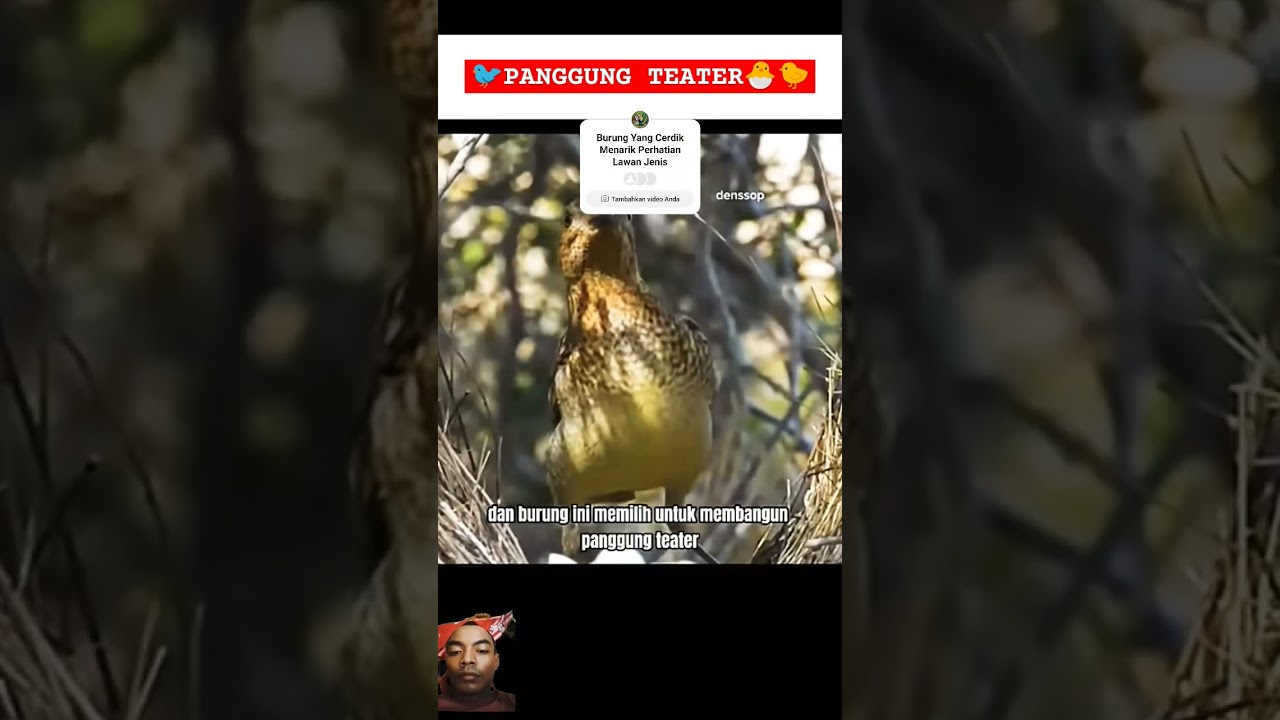 Burung Cerdik Membuat Panggung Teater 