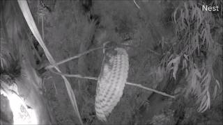 12 Apr 26 Evening Mrso To Branch For Stretches, Owlets Inside Audubonstarrranch