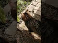 Соню опять встретил в огороде)) #лесной #nature #cat