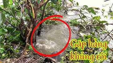 Câu Cá Mè Vinh Mùa Nước Nổi - Trúng Ổ Cá Bự Giật Liên Tục Đã Tay | Fishing Miền Tây