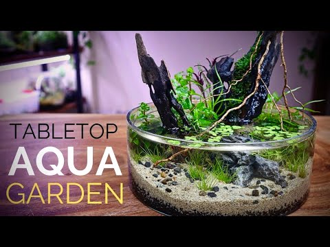 Wow cantiknya tulip orange ini 🌷🌷- Tesellar Tulip Australia