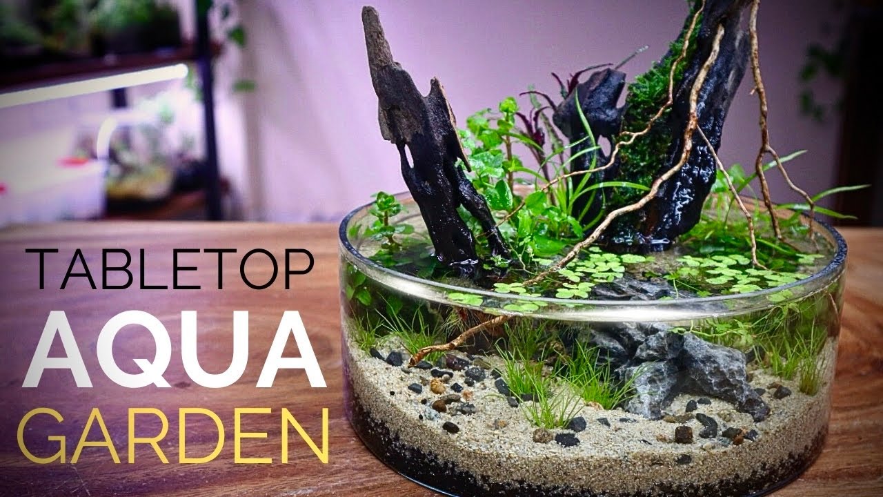Stunning Tabletop Aquatic Garden 🌿