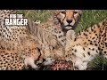 Cheetah Family Finish A Meal | Maasai Mara Safari | Zebra Plains