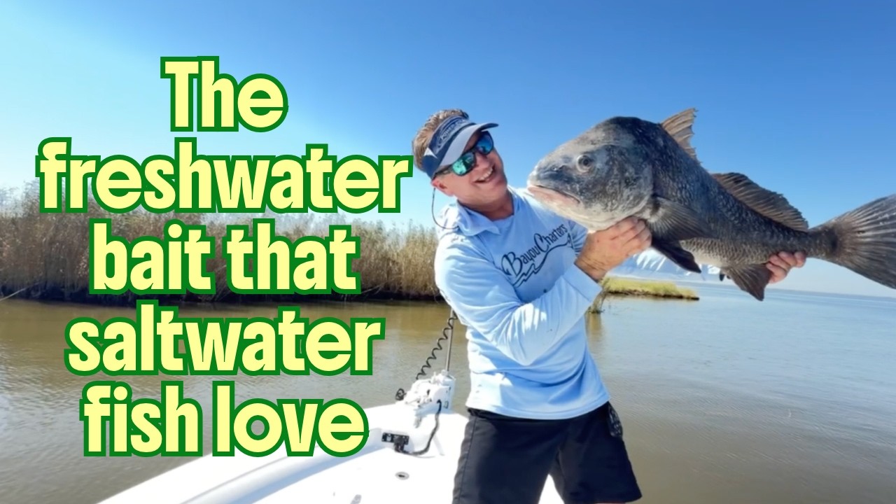 The Freshwater Bait That Saltwater Fish Love