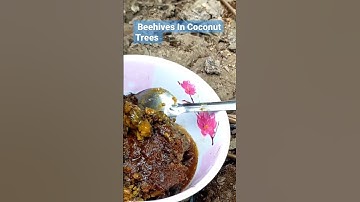 Bắt Tổ Ong Vú Trong Thân Cây Dừa Chết| Harvesting Beehives In Dead Coconut Trunks.