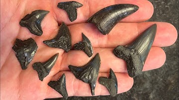 Sunrise Hunt at Calvert Cliffs!