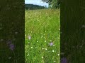 Wind Sounds – Calm Meadow Ambience for Sleep &amp; Relaxation