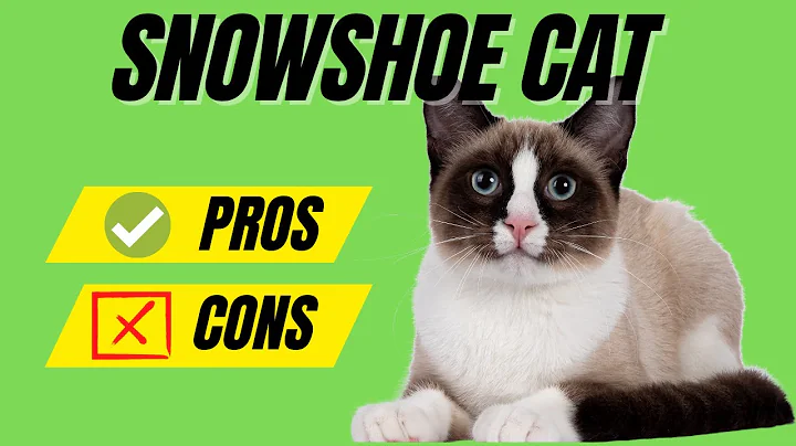 Video 1732671: snowshoe cat breed