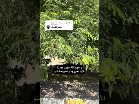 الي سألوني شنو فائدة شجرة الألبيزيا الزراعة المنزلية