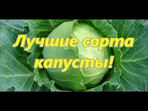 Переезд в деревню Лучшие сорта капусты!