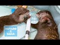 カワウソコタローとハナ　一緒にお風呂に入るのが好きな２人　Otter Kotaro&Hana Swimming and Playing Together