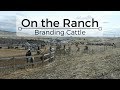 On the Ranch - Branding Cattle