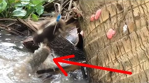 Câu cá lóc bằng vịt con, hấp dẫn cận cảnh, snakehead fishing