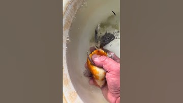Real footage of goldfish laying eggs! Why are they still laying eggs this year? #goldfish #fish