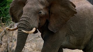 Why Do Elephants Have Big Ears? | Weird Animal Searches | BBC Studios by BBC Studios 1,975 views 7 days ago 5 minutes, 19 seconds