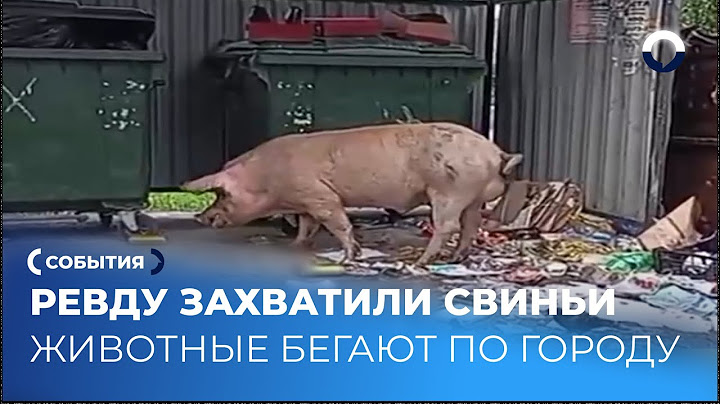 Свиньи-нарушители: в Ревде животные оккупировали улицы