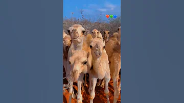 Dhaqasho Waa GEEL Somali Youtube Duet Youtubers Uk Africa Motivation Camel Camelsounds 