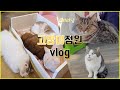 강서 고양이정원, 고양이 천국😻 | 야외고양이카페 | cute cat videos