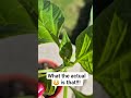 What is this 🐛  on my 🌶  plants? 😲 😱 #garden #bug #pepper