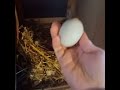 First time Raising Chickens in Ohio / 6 eggs today yayyy