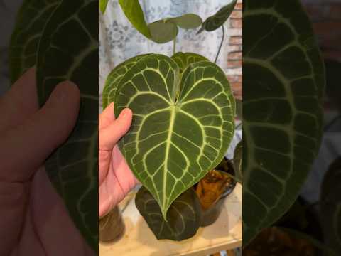 نبات انتوريوم من نوادر العالم